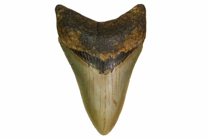 Serrated, Fossil Megalodon Tooth - North Carolina #160495